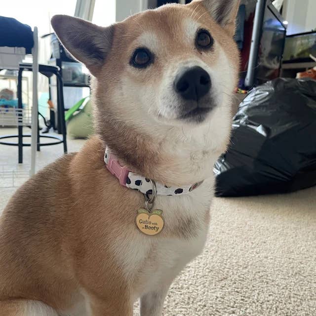 Very Vintage Designs - Wholesale Pet collar – Cat/dog - Moo - Cow Organic Cotton Pet (Dog & Cat) Collar15