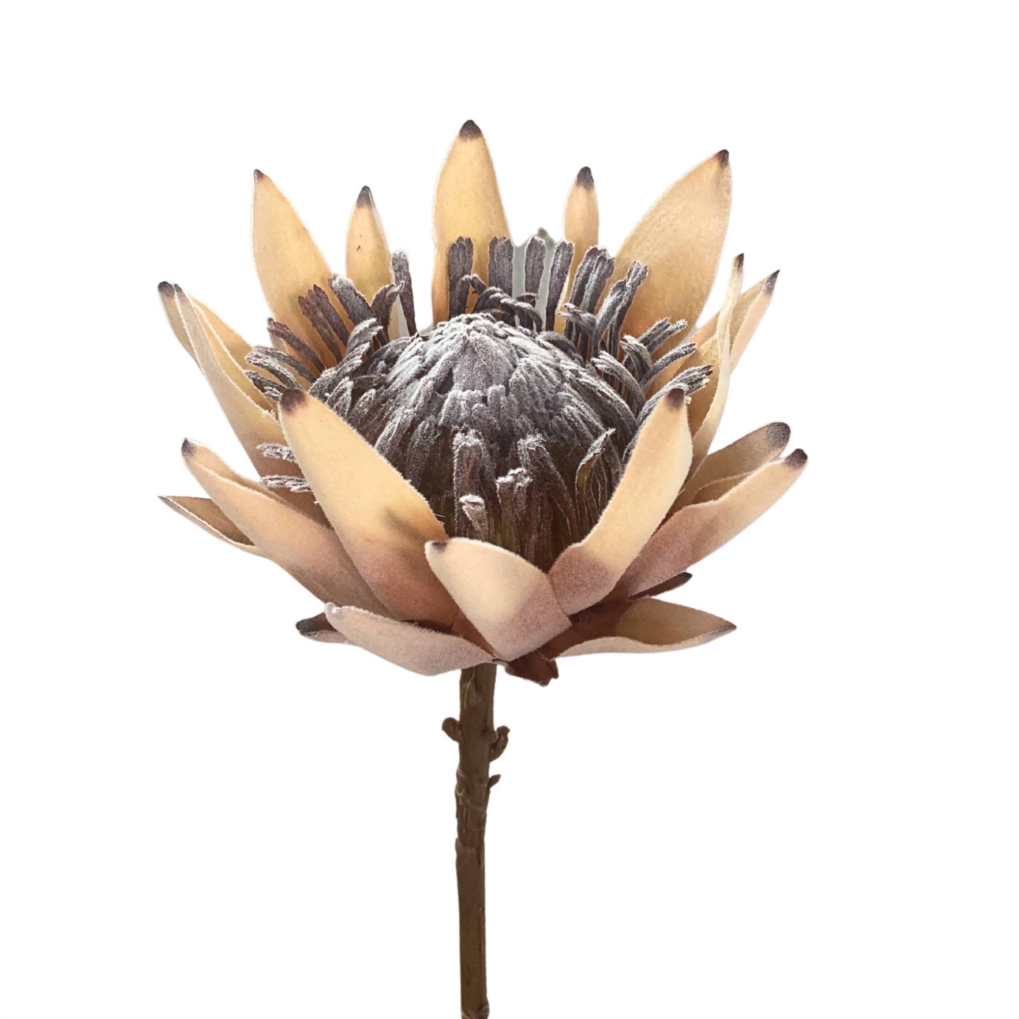 David Christopher's Collection - Wholesale Artificial Flowers - KING PROTEA STEM 20" - LT. BROWN