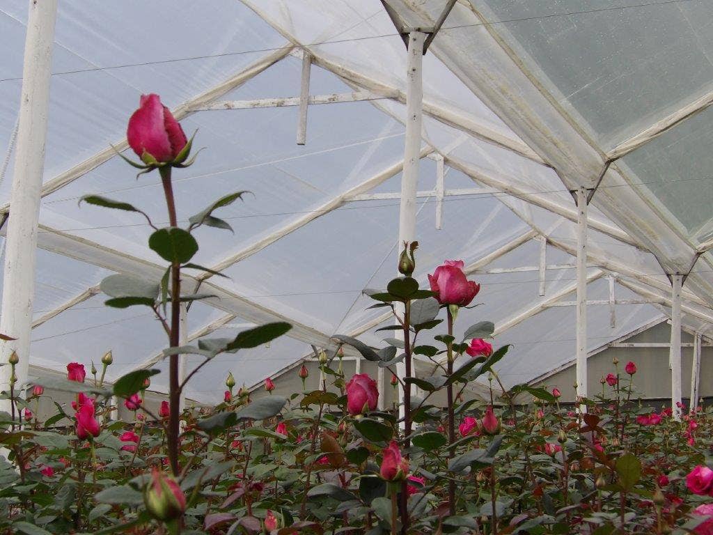 La Rose Preserved Beauty – wholesale Artificial flowers – Long Stem Rose | Eternal Beauty4