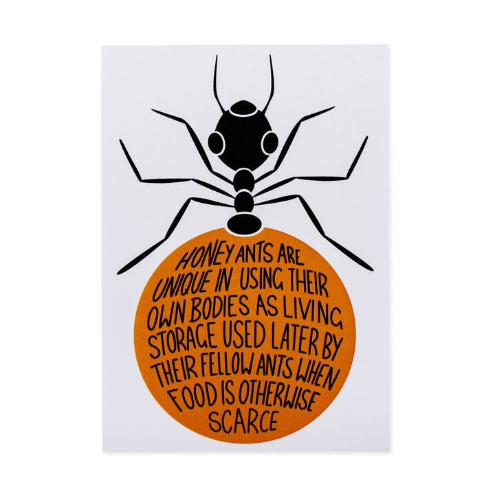 Saltbush Creations - Wholesale Postcard - Post card- Honeypot ant0