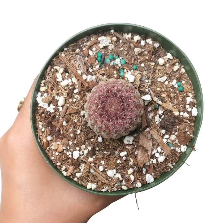 Best Plant Friend - Wholesale Succulent - Rainbow Hedgehog Cactus Echinocereus rigidissimus3