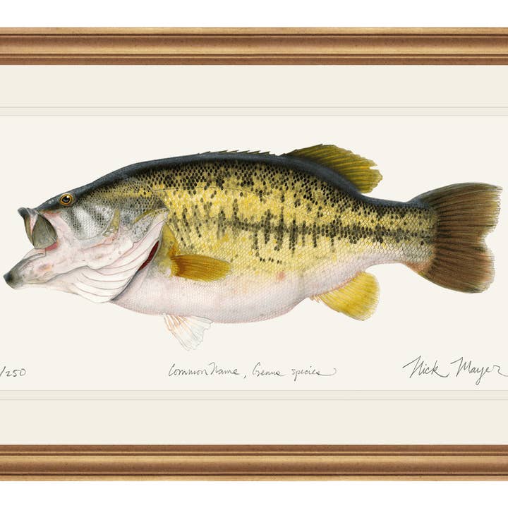 Largemouth Bass II, 14 lb Sharelunker Edizione Limitata Stampa per la vendita all'ingrosso da parte di Nick Mayer Art