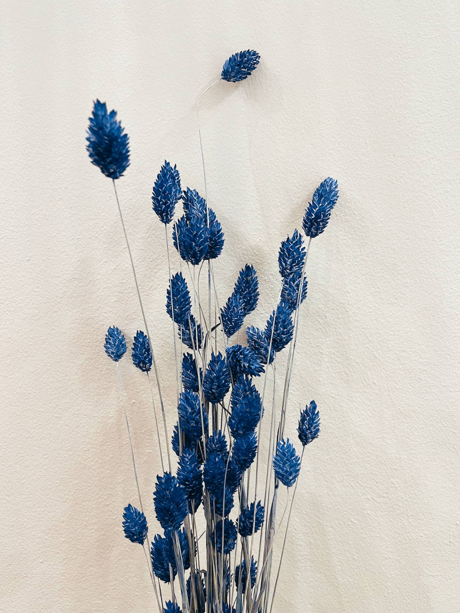 Uma Cantik - Wholesale Dried/Pressed Flowers - Phalaris Blue Dried Flowers2