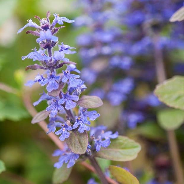 5 Ajuga Reptans Mehrjährige, wurzelnackte, lebende Gartenpflanze für den Großhandel von GardenPerspective