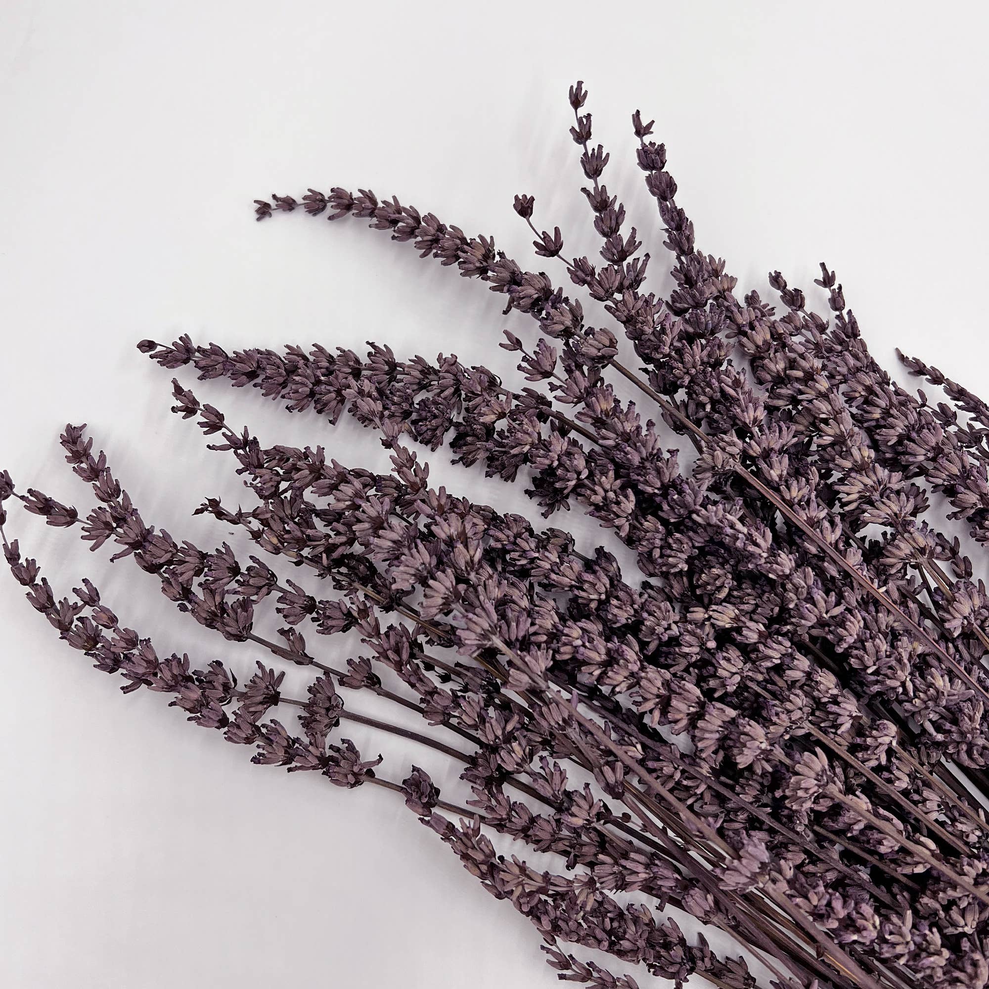 2626 Designs – Engroshandel Tørrede/pressede blomster – Tørrede konserverede lavendelbuketter, 53 cm, flere farver5