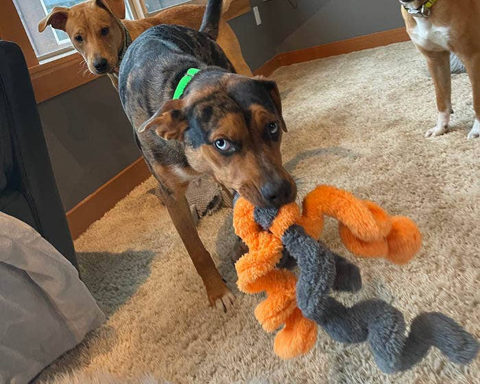 Cycle Dog – wholesale Mjukisdjur - Hund – Cycle Dog Duraplush stretch- och dragleksak för hundar2