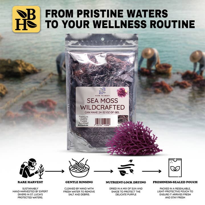 Herb To Body - Wholesale Herbs - Wildcrafted Purple Sea Moss from Caribbean - Food & Topical5
