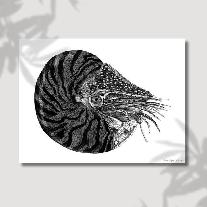 The Nautilus for wholesale by Lison Trépos-Tanneau