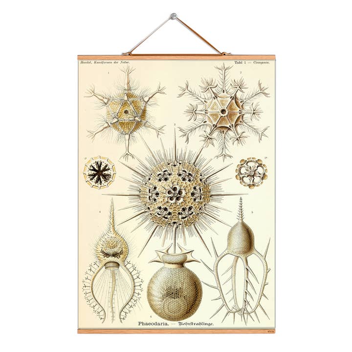 Rul billede illustration # 177/Haeckel/rør bjælker for engroshandel hos Eicie