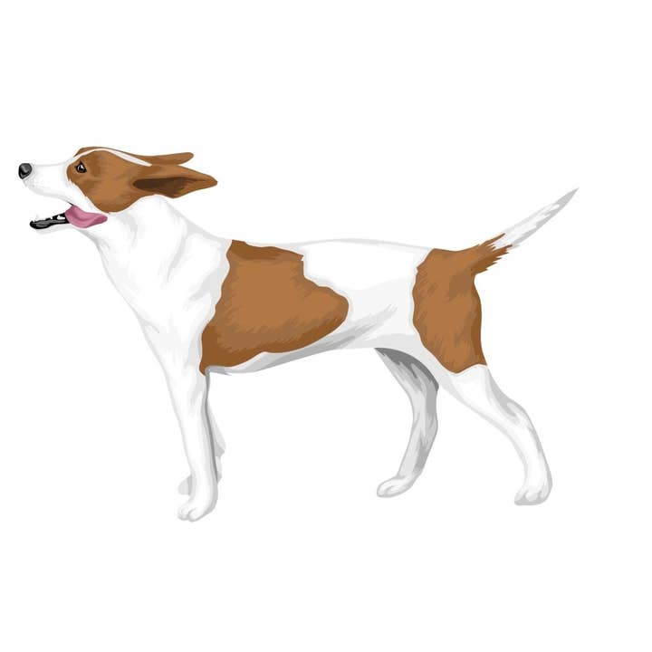 Adesivi Rat Terrier per la vendita all'ingrosso da parte di Cover-Alls Decals