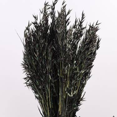 Dutch Flower Studio – wholesale Torkade/pressade blommor – Avena - havregräs - 70 cm - torkade blommor