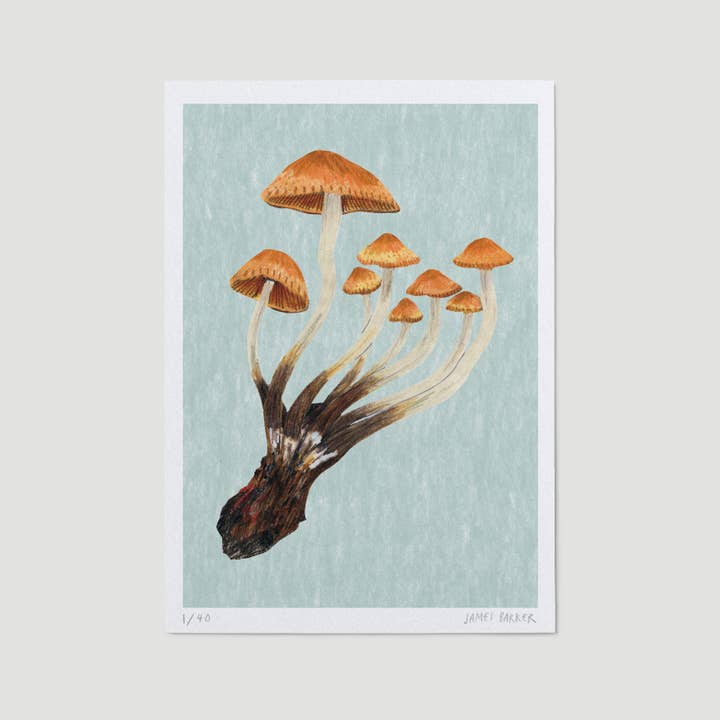 Limited Edition A5 Mushroom Print - Marasmius for wholesale by James Barker