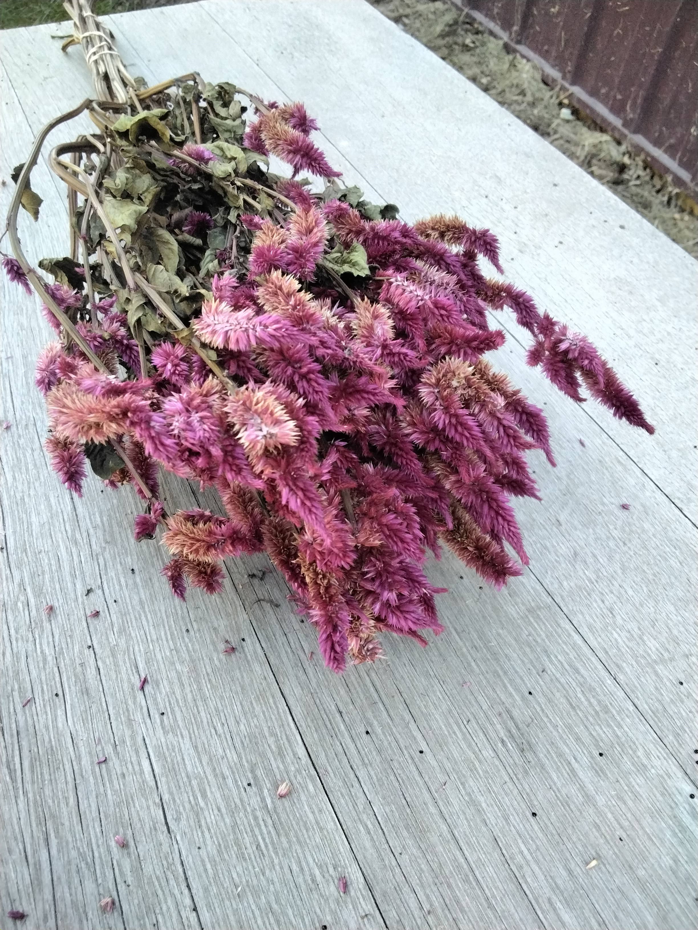 Alissas Flower Farm - Vente Fleur séchée/pressée - Celosia séchée, Spike2