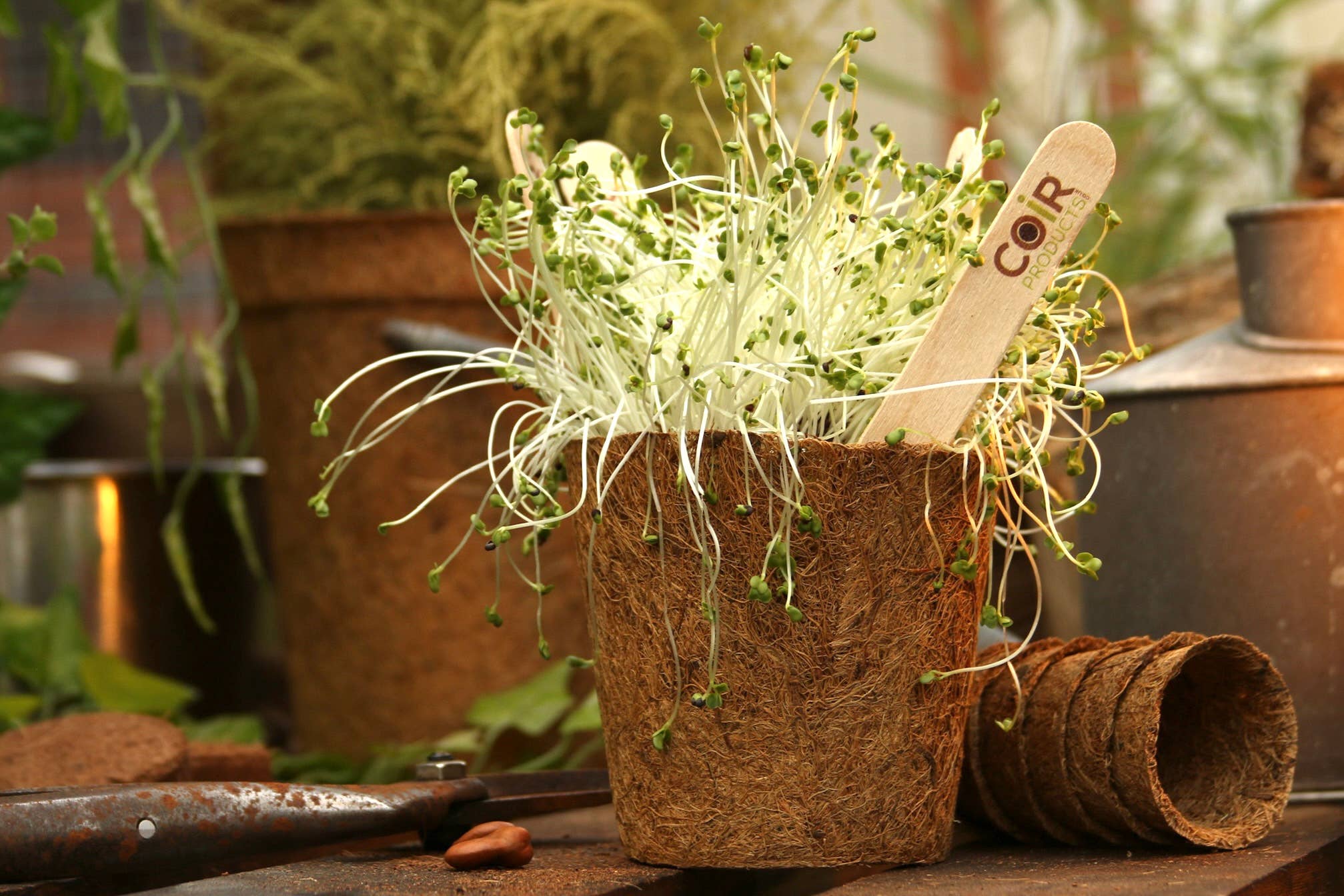 CoirProducts.co.uk of Salike Limited – wholesale Plant pot – 13 cm Coir Pots | Plant Pots | 100% Biodegradable | 1 Ltr4