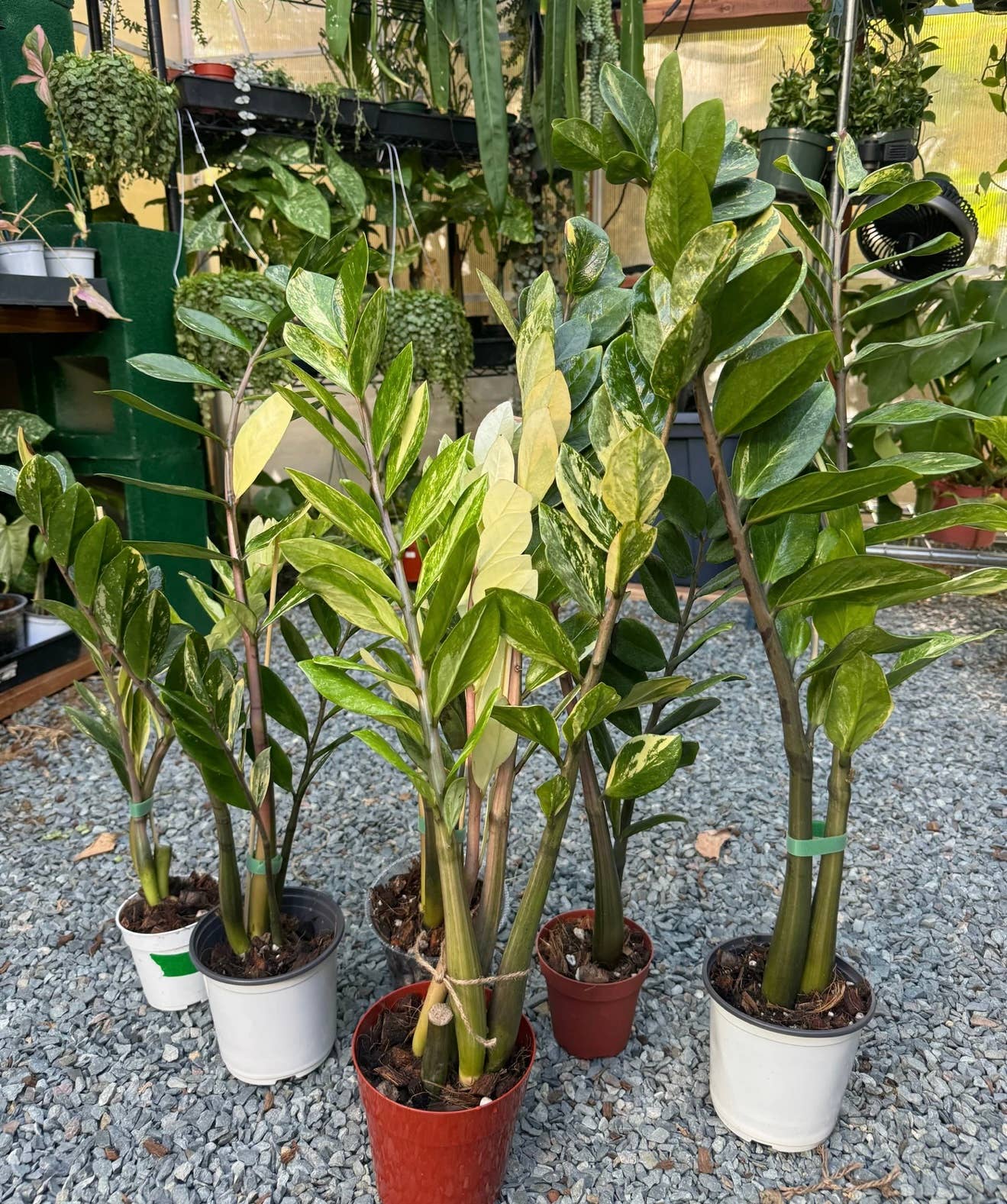 Plant Vault - Wholesale Live Plant - Variegated ZZ "Zamioculcas zamiifoli"0