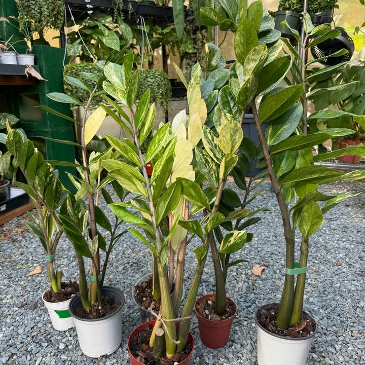 Plant Vault - Wholesale Live Plant - Variegated ZZ "Zamioculcas zamiifoli"