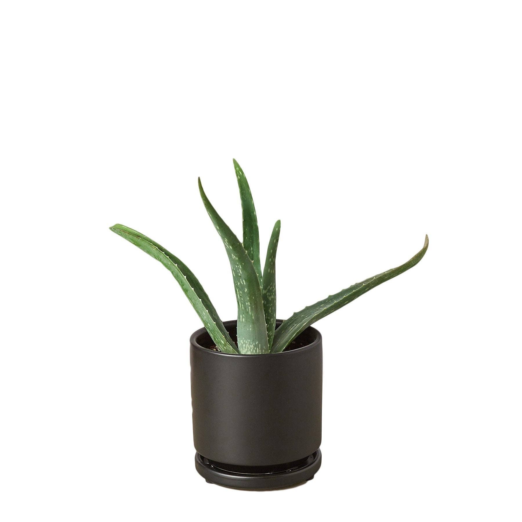 House Plant Wholesale WEST - Wholesale Live Plant - Aloe Vera, Low Maintenance Live Plant3