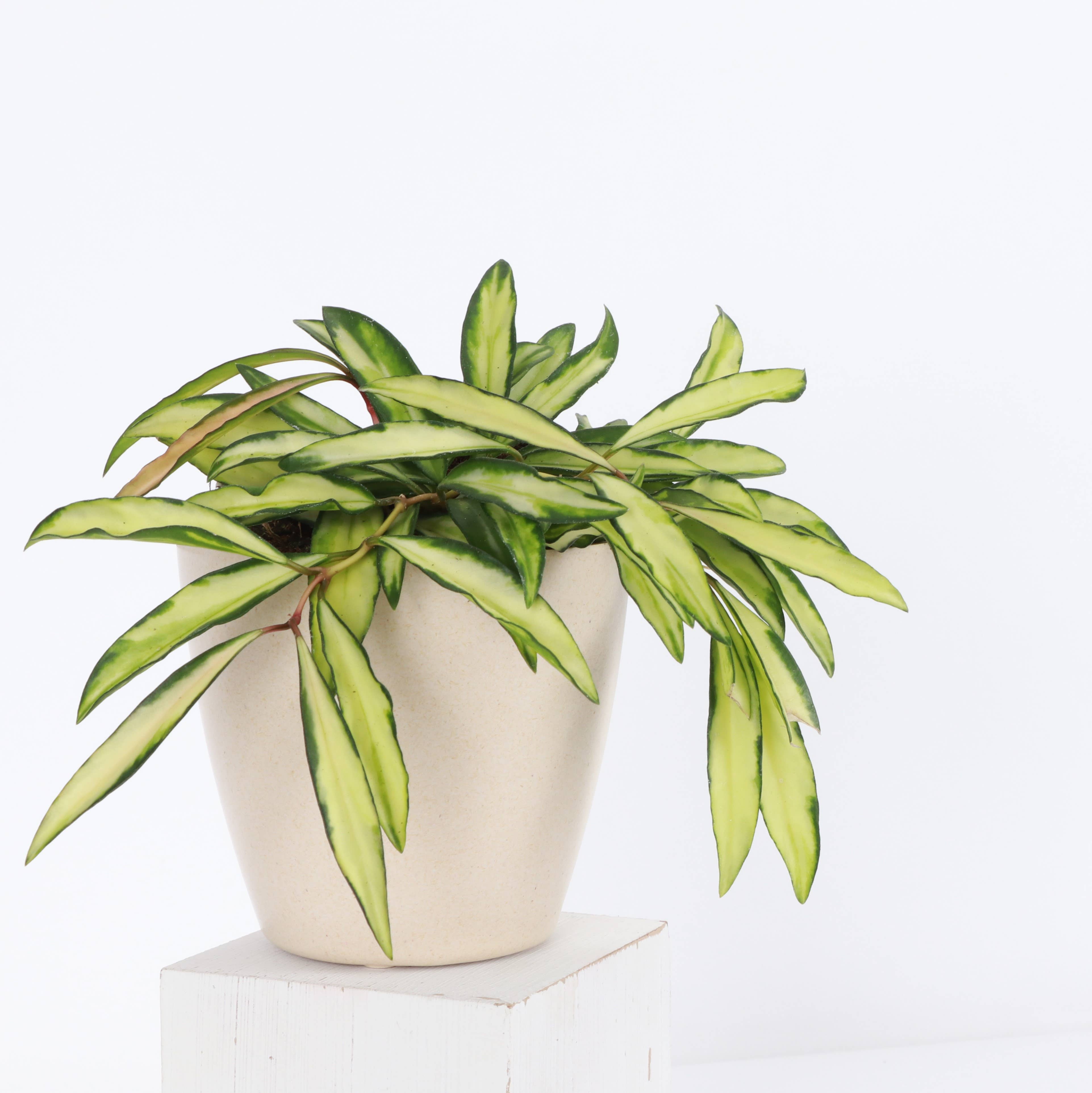 Thorsen's Greenhouse - Wholesale Live Plant - Hoya Wayetii Tricolor - 4" Live Plant5