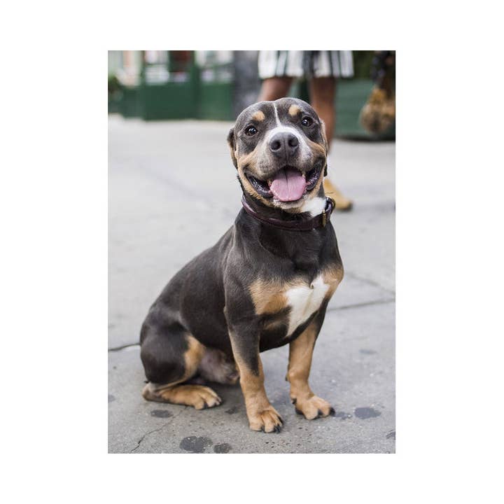 Carte de vœux Ace The Terrier Mix pour la vente par The Dogist