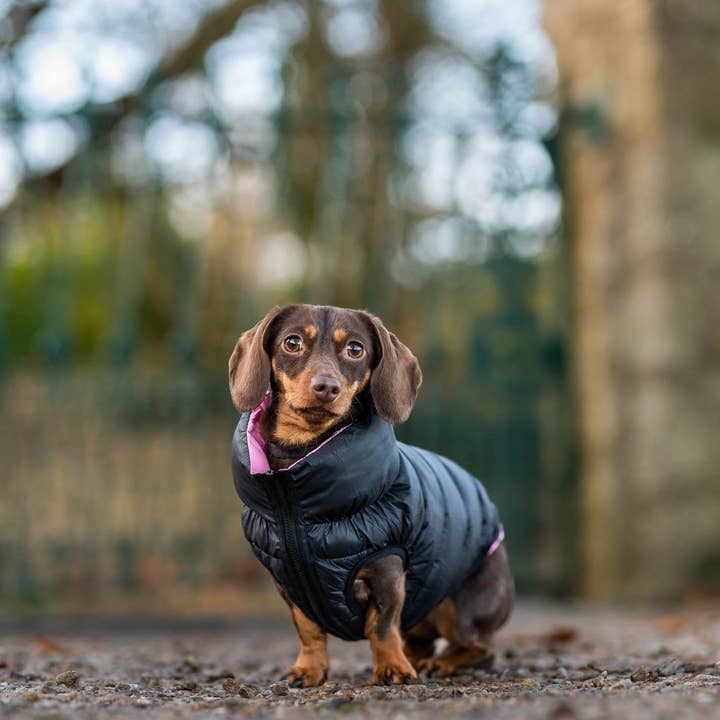 Pet Locker - Vendita all'ingrosso Cappotto - Cani - Giacca imbottita per cani Pet Locker2