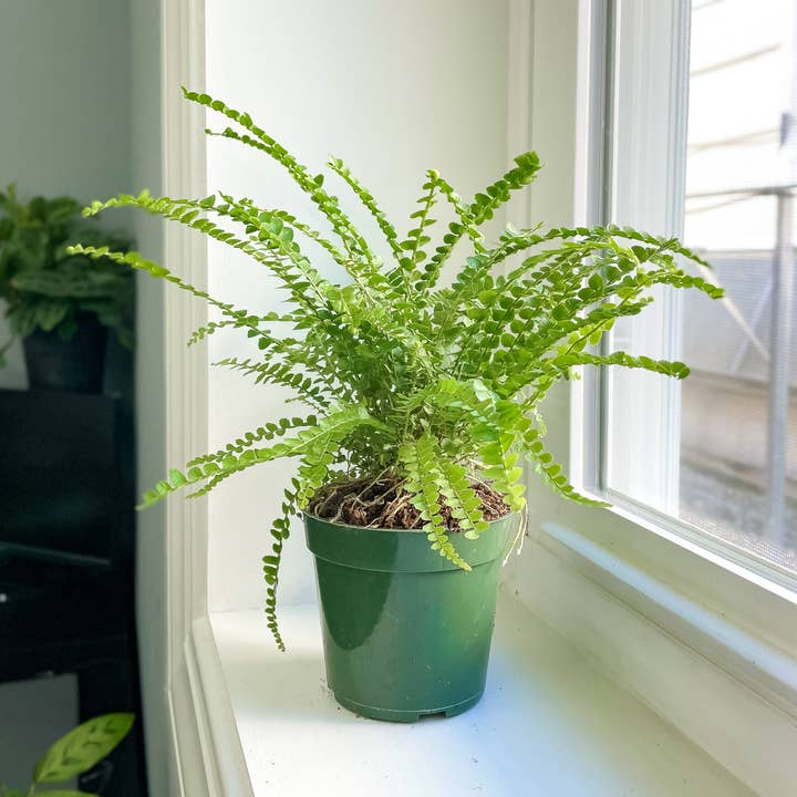 Lemon Button Fern - Live Plant for wholesale by Thorsen's Greenhouse