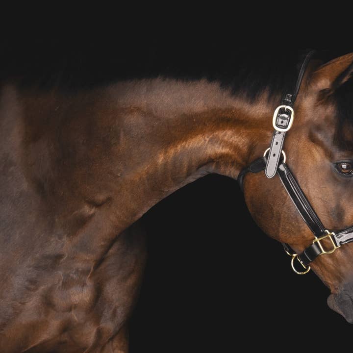Pup & Pony Co. - Wholesale Horseback Riding Gear - The Grand Prix Halter