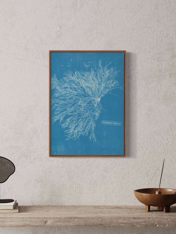 Ceramium Rubrum' - Anna Atkins 'A4, A3, A2 vægkunst. Vintage væg kunsttryk. Cyanotype, Nature Art, Monoprint, Mors Dag gave for engroshandel hos Gabrielle Dalsan