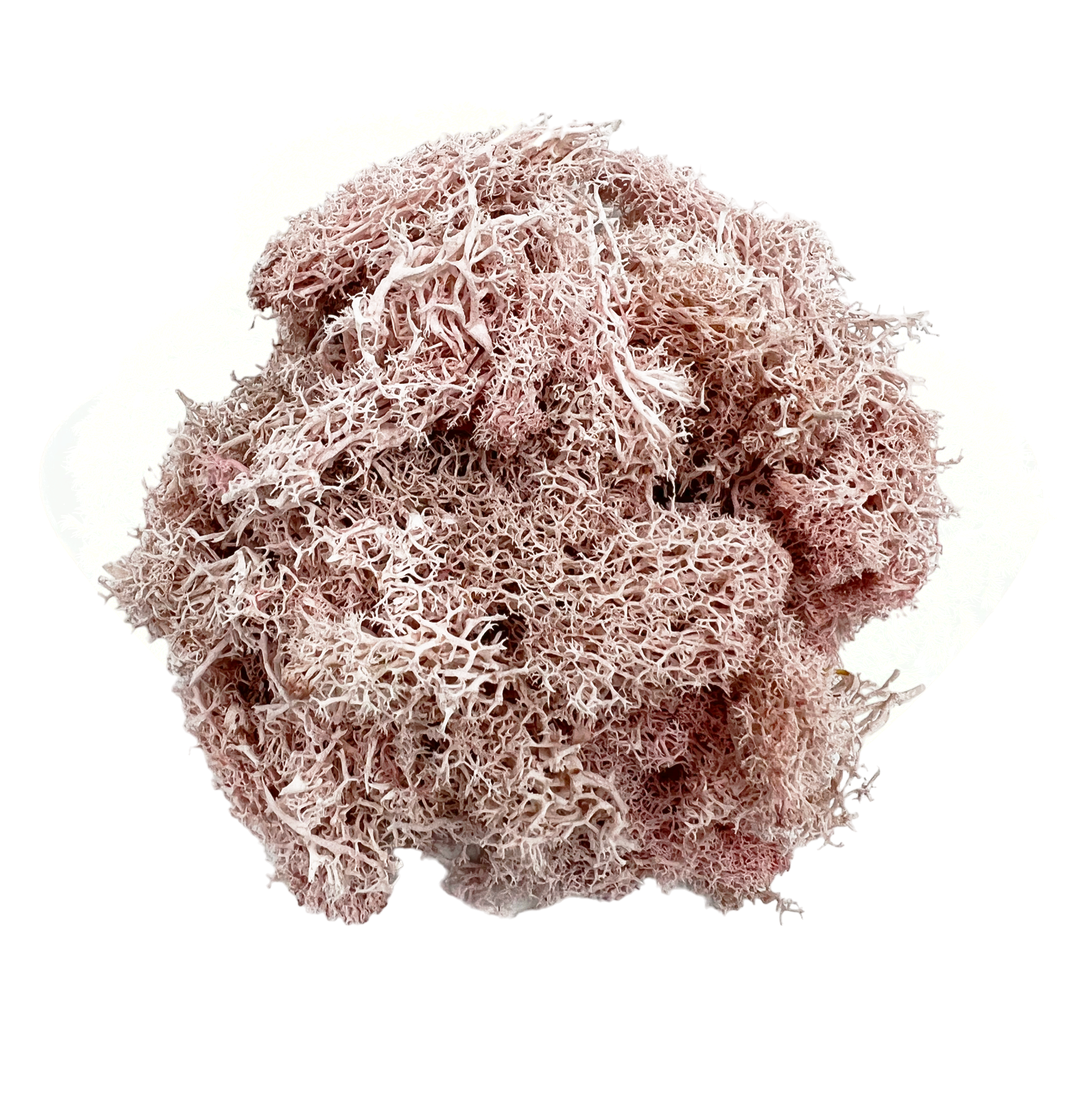 2626 Designs - Wholesale Dried/Pressed Flowers - Preserved Reindeer Moss in Multiple Colors7
