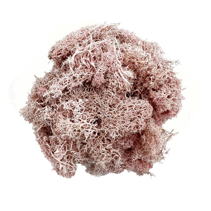 2626 Designs - Wholesale Dried/Pressed Flowers - Preserved Reindeer Moss in Multiple Colors17