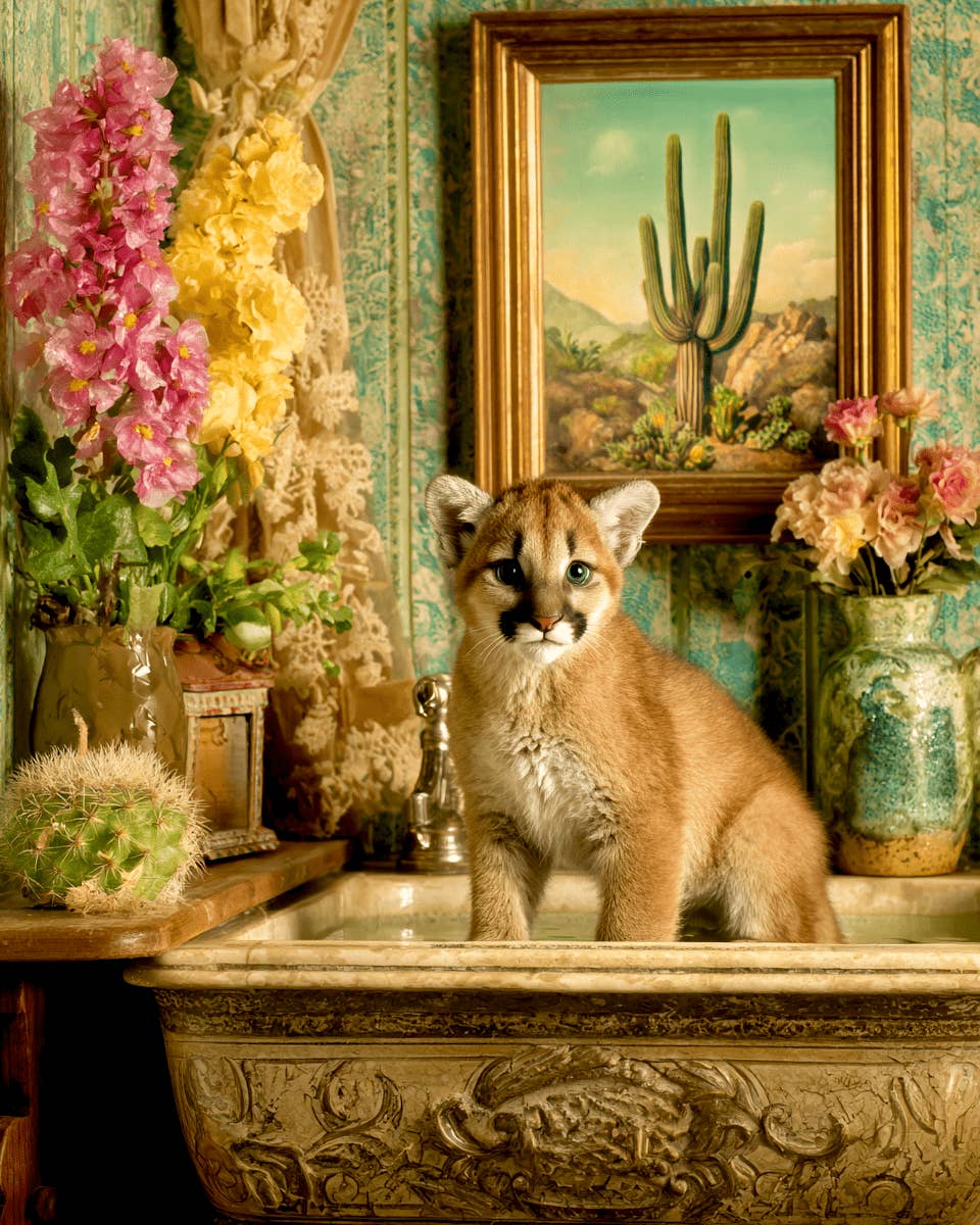 Mowbi - Wholesale Art Print - Mountain Lion Cub in a Bathtub Bathroom Art Print - 8"x10" Artwork for 11"x14" Frame