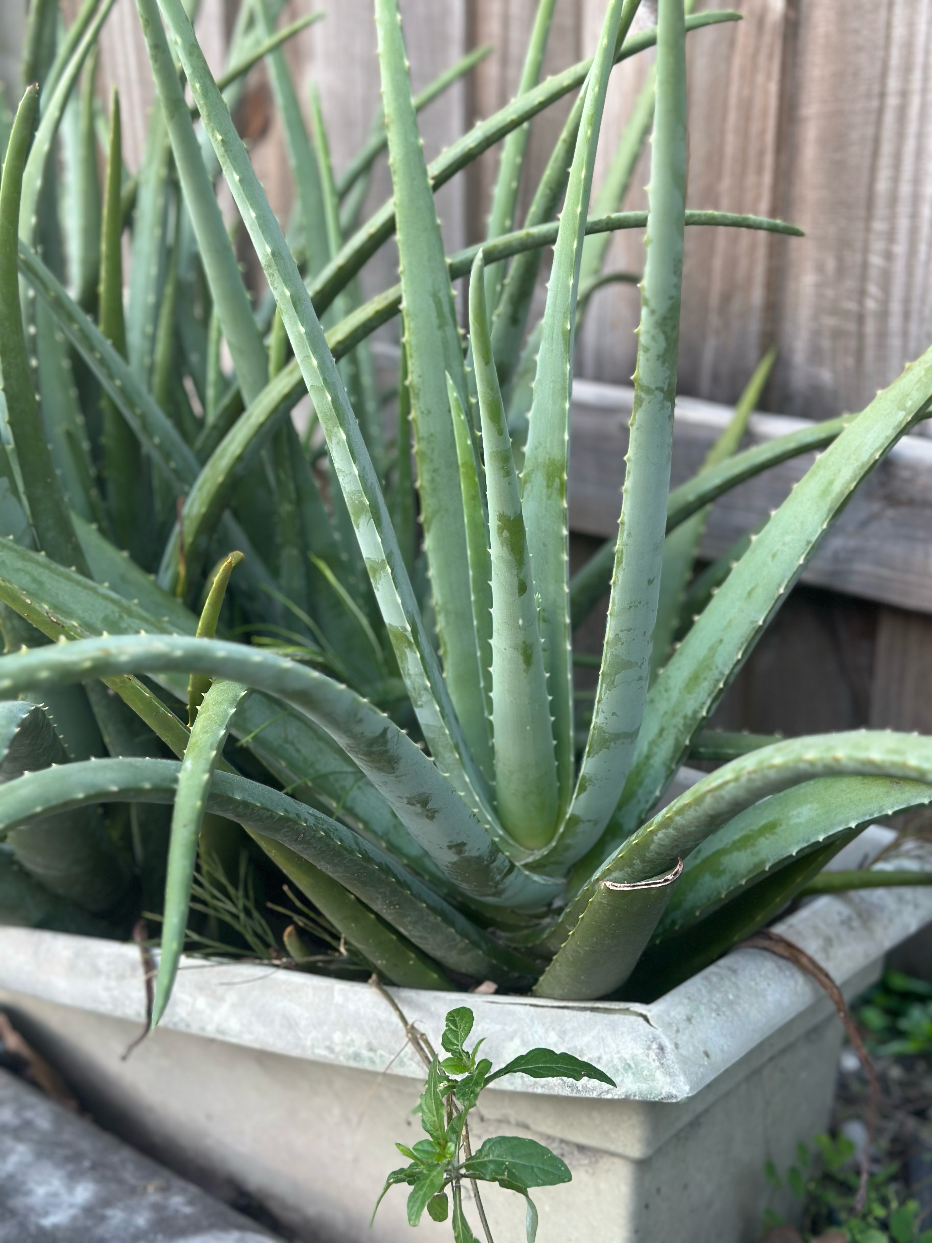 Suzy Spa Essentials - Wholesale Hair Oil - Rosemary Hair Growth Oil, Scalp + Hair Nourishment 1oz + 2oz6