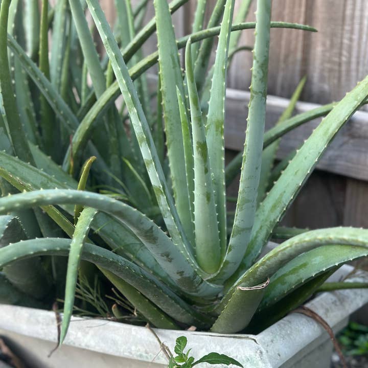 Suzy Spa Essentials - Wholesale Hair Oil - Rosemary Hair Growth Oil, Scalp + Hair Nourishment 1oz + 2oz6