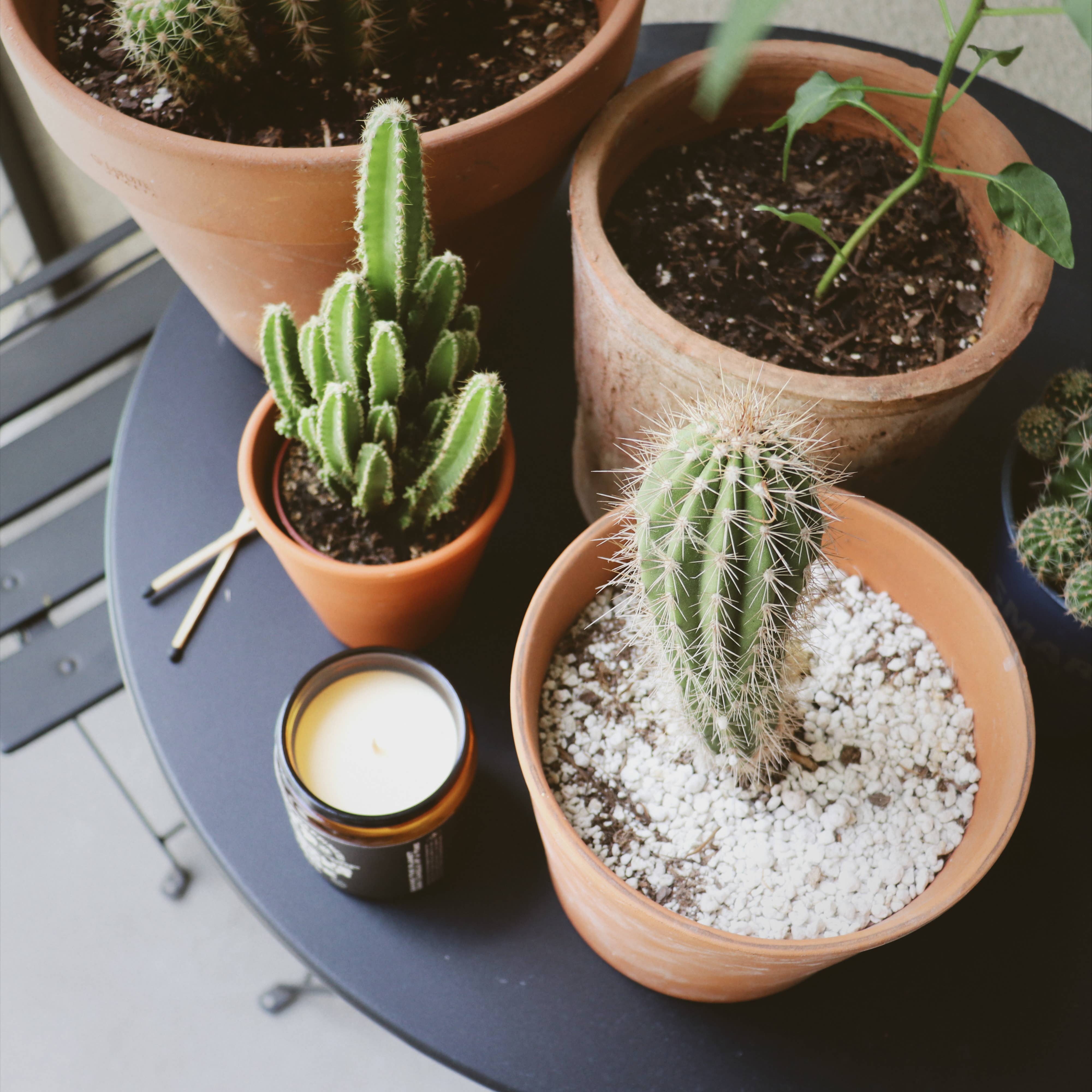 Project Happiness Candle Co. - Wholesale Jar/Filled Candle - Cactus Flower and Jade Soy Candle - 8oz | Valentines Day 4