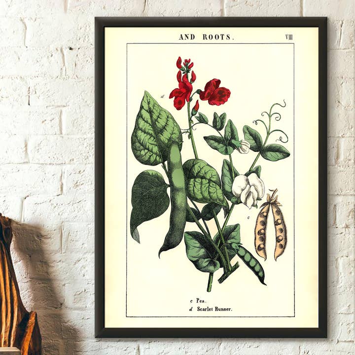 Vintage Pea Plant Botanical Prints Wall Art Decor Poster for wholesale by Vintage Wall Graphics