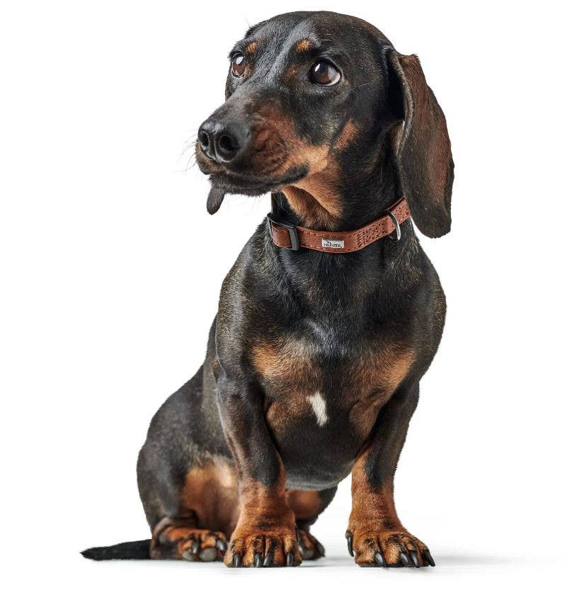 Alpen Schatz – Engroshandel Halsbånd - Hund – Petite HUNTER „UP“ læderklips krave8