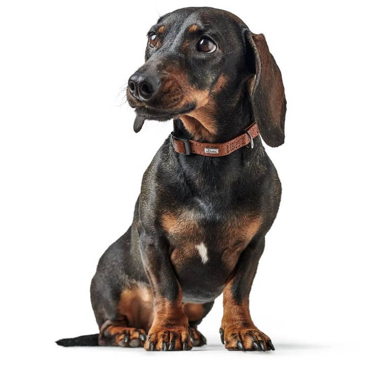 Alpen Schatz – Engroshandel Halsbånd - Hund – Petite HUNTER „UP“ læderklips krave8