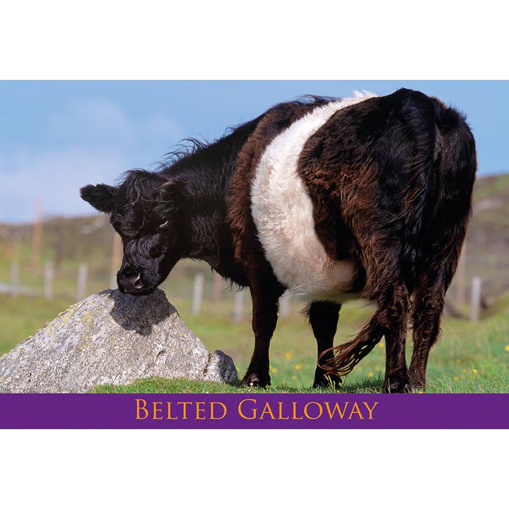 Medium Postcard Belted Galloway for wholesale by Island Blue Publishing