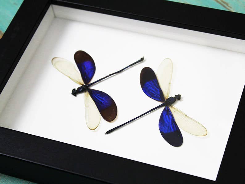 Newman Art Designs - Wholesale Wall Accent - Damselflies in a Frame