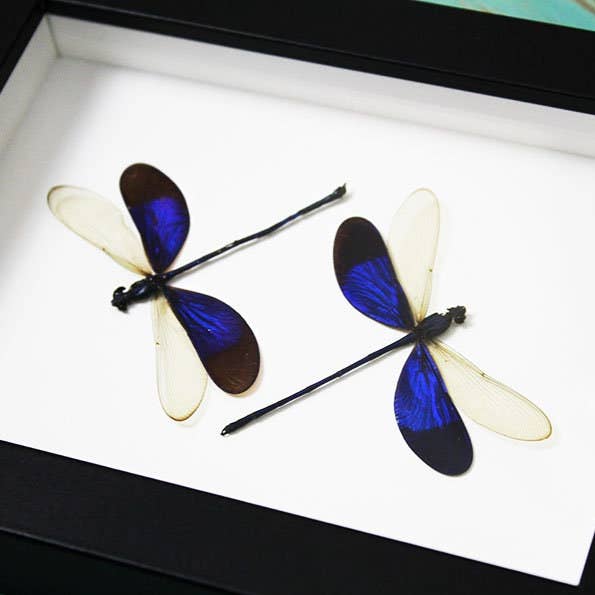 Damselflies in a Frame for wholesale by Newman Art Designs