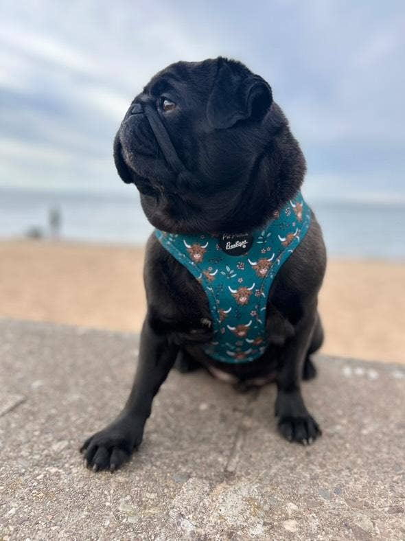 Pet Pooch Boutique - Wholesale Pet Harness - Dog - Happy Highland Cow Puppy Dog Harness7