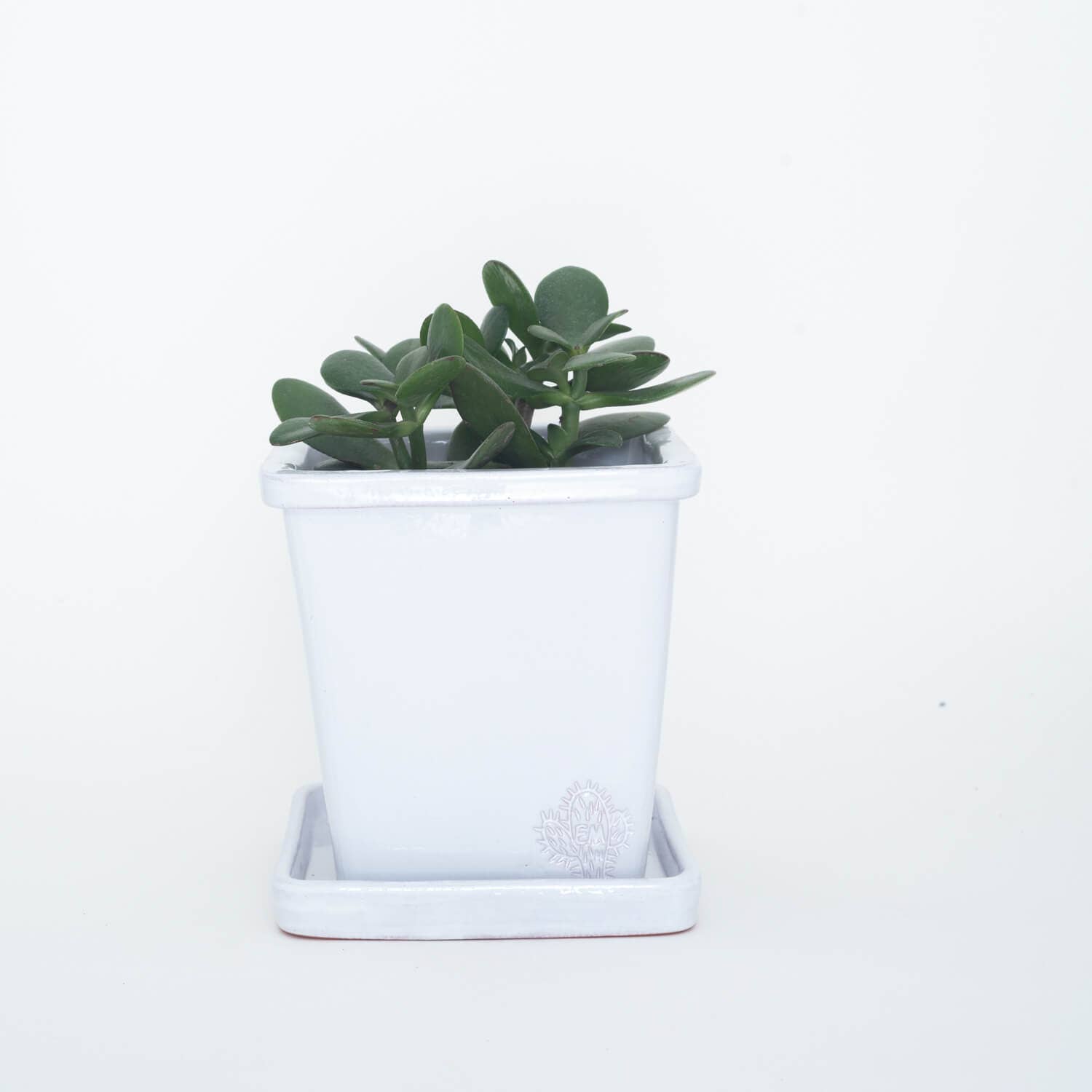 Vasos Quadrados by EM – Engroshandel Plantekrukke – Medium firkantet vase 14x14 cm - blank16