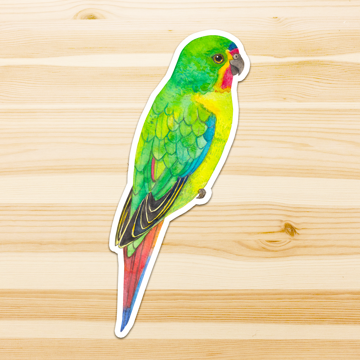 Watercolour By Cat - Vendita all'ingrosso Adesivo - Adesivo in vinile con grande uccello australiano8