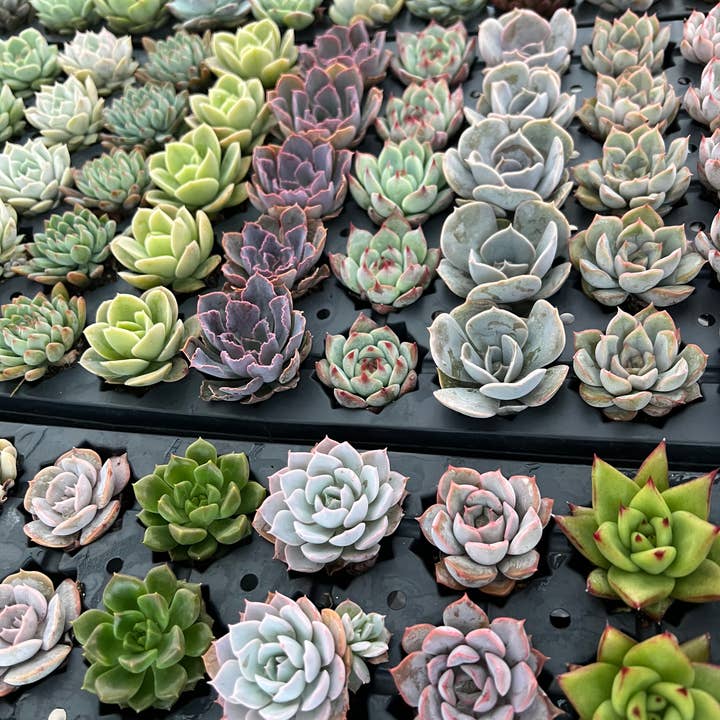 Blúme Gardens - Wholesale Live Plant - 50ct Succulent Plugs | Live Rooted Plants