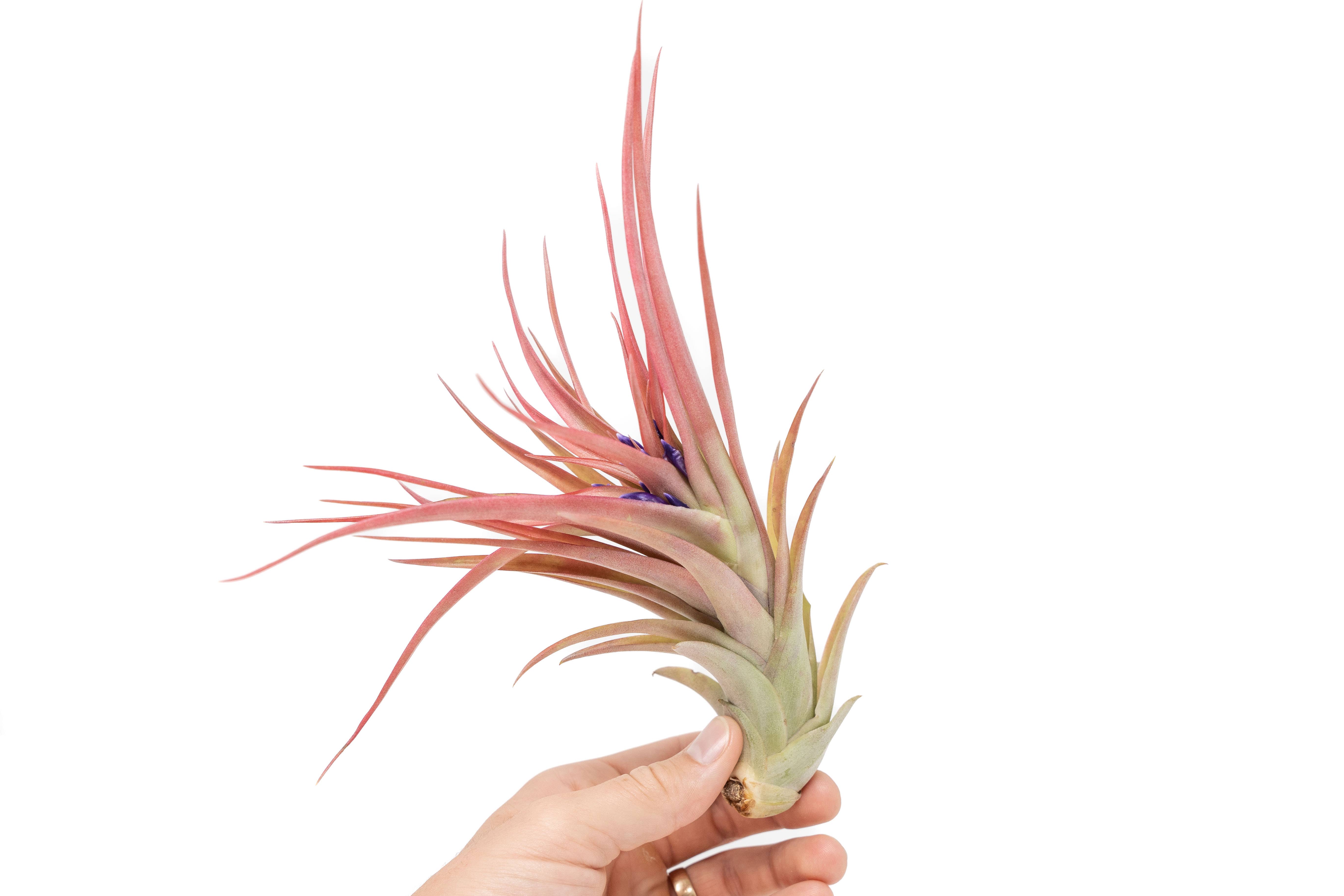 Air Plant Shop - Wholesale Live Plant - Large Tillandsia Abdita Air Plants2