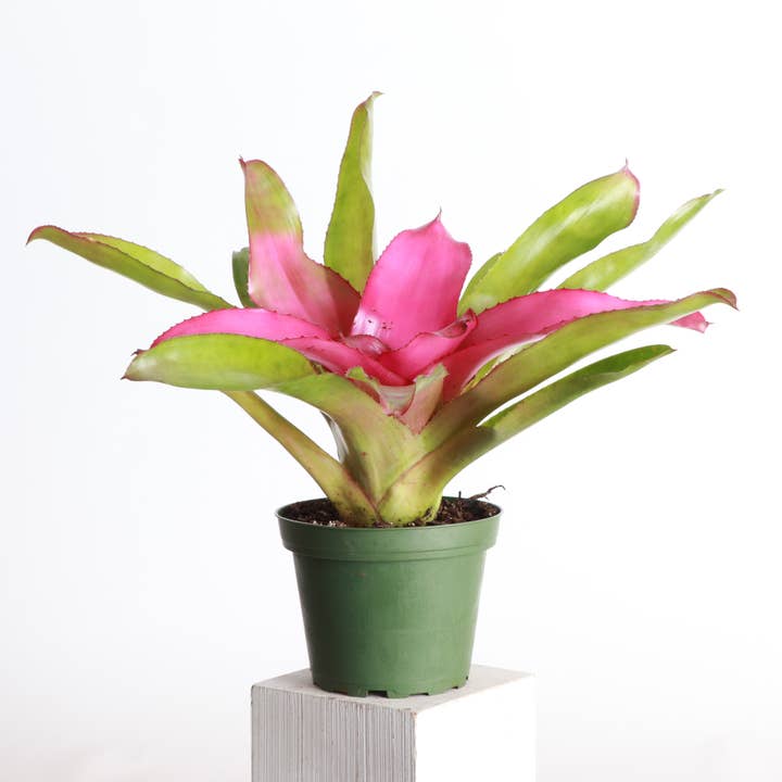 Thorsen's Greenhouse - Vente Plante - Broméliacée Neoregelia 'Neos' - Plante vivante - Assortie12