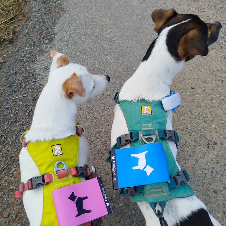 AniCode - Wholesale Pet Collar Charm - Dog - Scratch front/back CaniCode® PICTO FEMALE DOG2