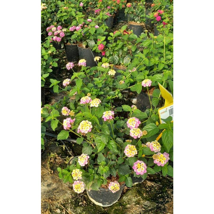 Lantana Camara Rosa por atacado de VIVERCID