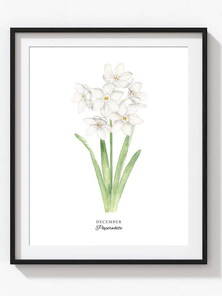 December Birth Flower Print, Paperwhite for wholesale by Tammy Speed Design