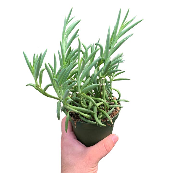 4" Senecio Fish Hook (Senecio radicans 'Fish Hooks') - Live for wholesale by Flow State