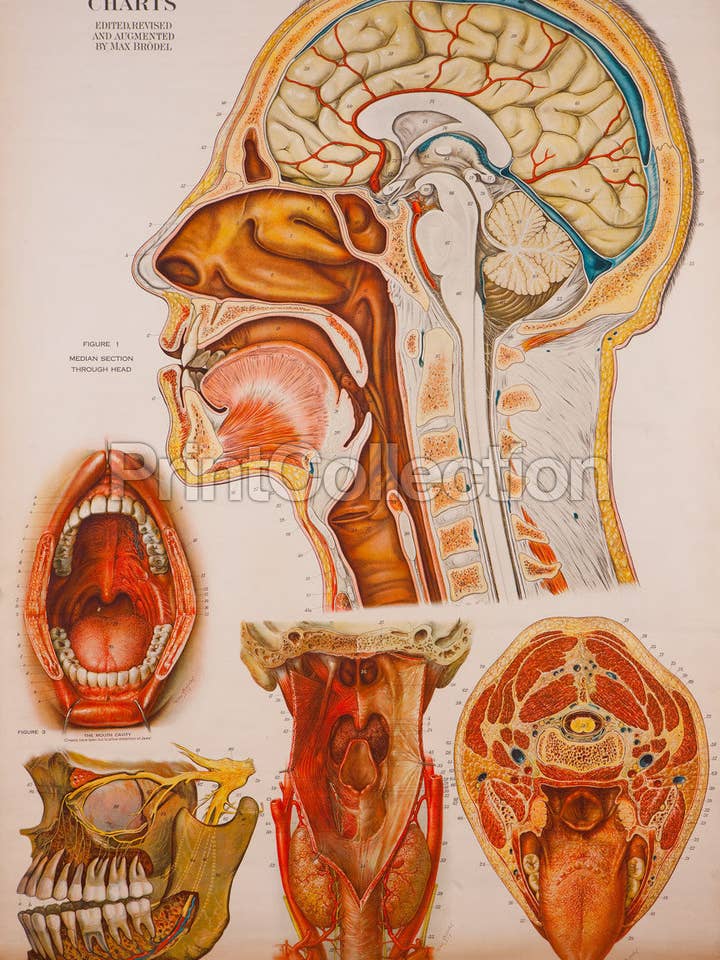 Amerikanska Frohse Anatomiska Wallcharts, Platta 7 för wholesale av Print Collection